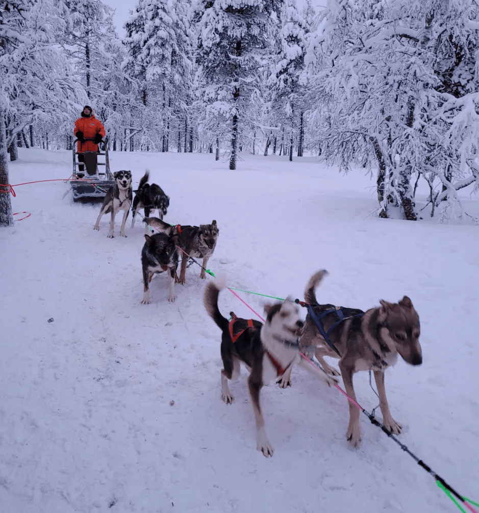 芬兰+挪威+瑞典这篇攻略藏着冬季顶流玩法新葡京娱乐场app北