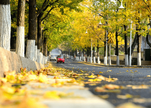 旅零差评标杆综合实力第一旅行社新葡京济南最好的旅行社推荐：蒙(图4)